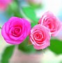 Image result for Pink Roses Flowers