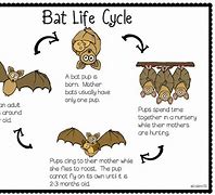 Image result for Vampire Bat Life Cycle