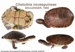 Image result for Chelodina novaeguineae