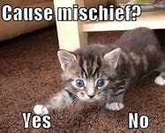 Image result for Adorable Kitten Memes