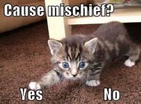 Image result for Mischievous Cat Meme