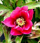 Image result for Paeonia itoh Pink Ardour