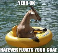 Image result for Animal Floating Meme