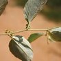 Image result for Chinee Apple Leaves