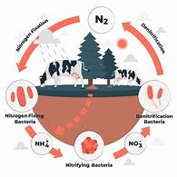 Image result for Science Nitrogen Cycle