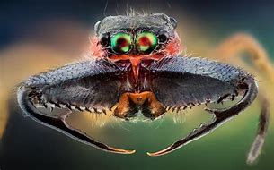 Image result for Awesome Insects