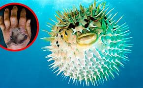 Image result for Most Poisonous Water Animal