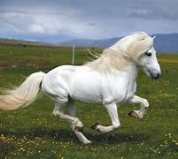 Image result for Horse Breeds From around the World