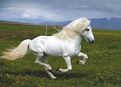 Image result for Beautiful Horse Breeds
