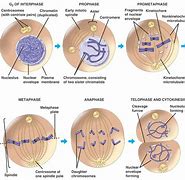 Image result for Cell Pahses Diagram