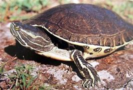 Image result for Trachemys terrapen