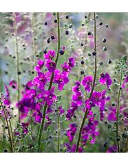 Image result for Verbascum phoeniceum southern charm