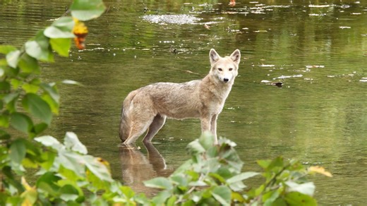 Coyote attacks, drags dog into woods in North Jersey town