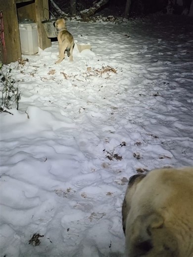 Effective Dog Training Techniques for Livestock Guardian Dogs