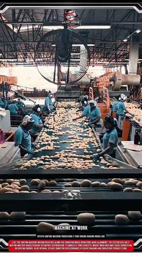 Potato Sorting Machine Processing 2 Tons During Grading Work Line