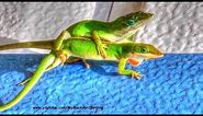 Green Anole Lizards Mating