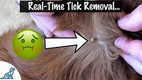 How To Take A Tick Off Your Dog - Professional Dog Training Tips