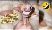 VÍDEOS DE CACHORRO ZUADO MEMES | Memes de cachorros engraçados no Youtube