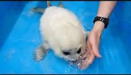 Baby Seal Blowing Bubbles