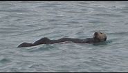 Northern Sea Otter! | Spot