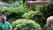 Very Small Evergreen Low Maintenace Plants for Shade Foundation Gardens