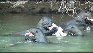 Giant river otter family eating a very large catfish