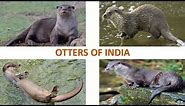 Otters of India 🦦🇮🇳 | Mammals | Indian Animals