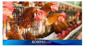 Menyikapi Surat Edaran Kewaspadaan terhadap Avian Influenza (AI) di Beberapa Wilayah Indonesia