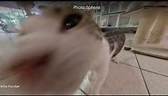 Google earth cat