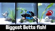 What Is The Maximum size of Betta Fish