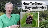 How To Grow Boysenberries - Boysenberries Are A Raspberry Blackberry Cross With A Superb Flavour