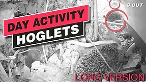 Day activity in healthy wild baby hedgehogs / free-living hoglets (documentation) - long version