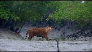 Feared, Loved, Worshipped: The Enigma of the Sundarbans Tiger