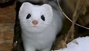 Learn more about the Weasel