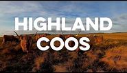 Highland Coo Cam