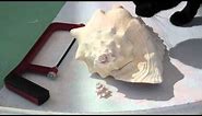 How to Make a Conch Shell Horn