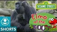 Elmo Visits the Zoo (Elmo at the Zoo #1)