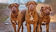 Discover the Largest Mastiff Ever