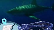 Club Ocean - Each bracelet allows you to follow a Shark !...