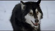 Meet an Alaskan Sled Dog Team