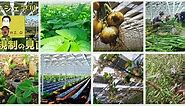 Solar Power & Farming In Japan - CleanTechnica
