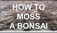 How to Moss a Bonsai Tree
