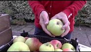 How to pick and store apples