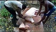 Pig Slaughter - Killing 297kg Pig This Method (Harvesting meat)