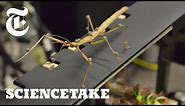 How a Stick Insect Walks | ScienceTake