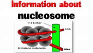 Nucleosome and histones | Nucleosome structure