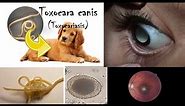 Toxocara canis