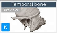 Temporal bone: landmarks and articulations (preview) - Human Anatomy | Kenhub