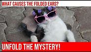 Explore the Unique Ears of the Scottish Fold Cat!