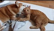 Shiba inu playing with orange cat